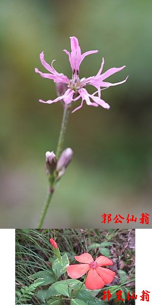 �����̉�