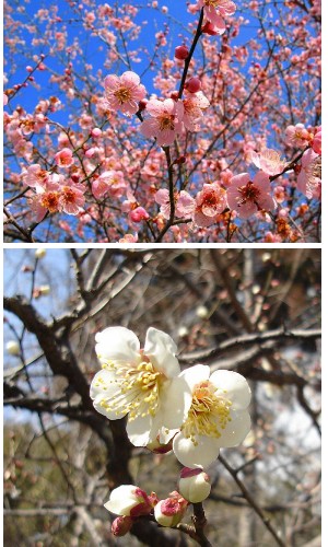 �����̉�