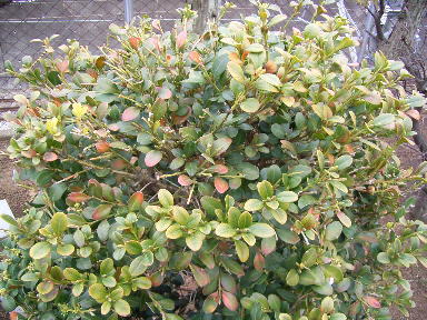 �����̉�