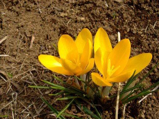 �����̉�