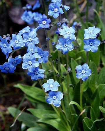 �����̉�