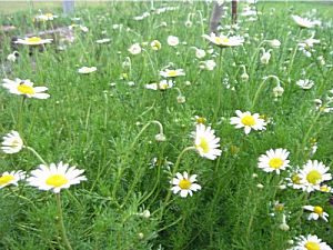 �����̉�