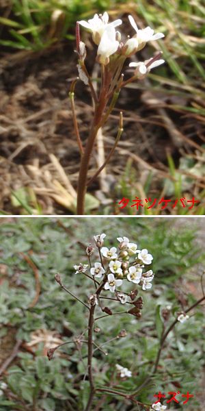 �����̉�