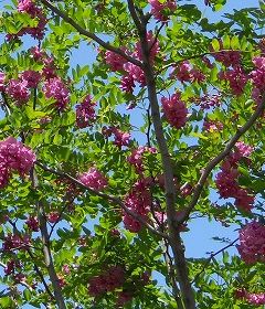 �����̉�